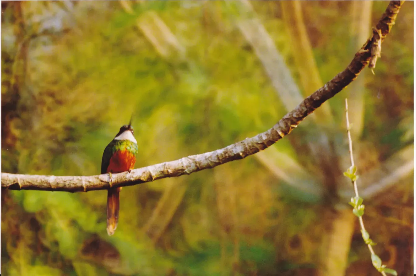 File:Blue-crowned Motmot (Momotus coeruliceps).jpg