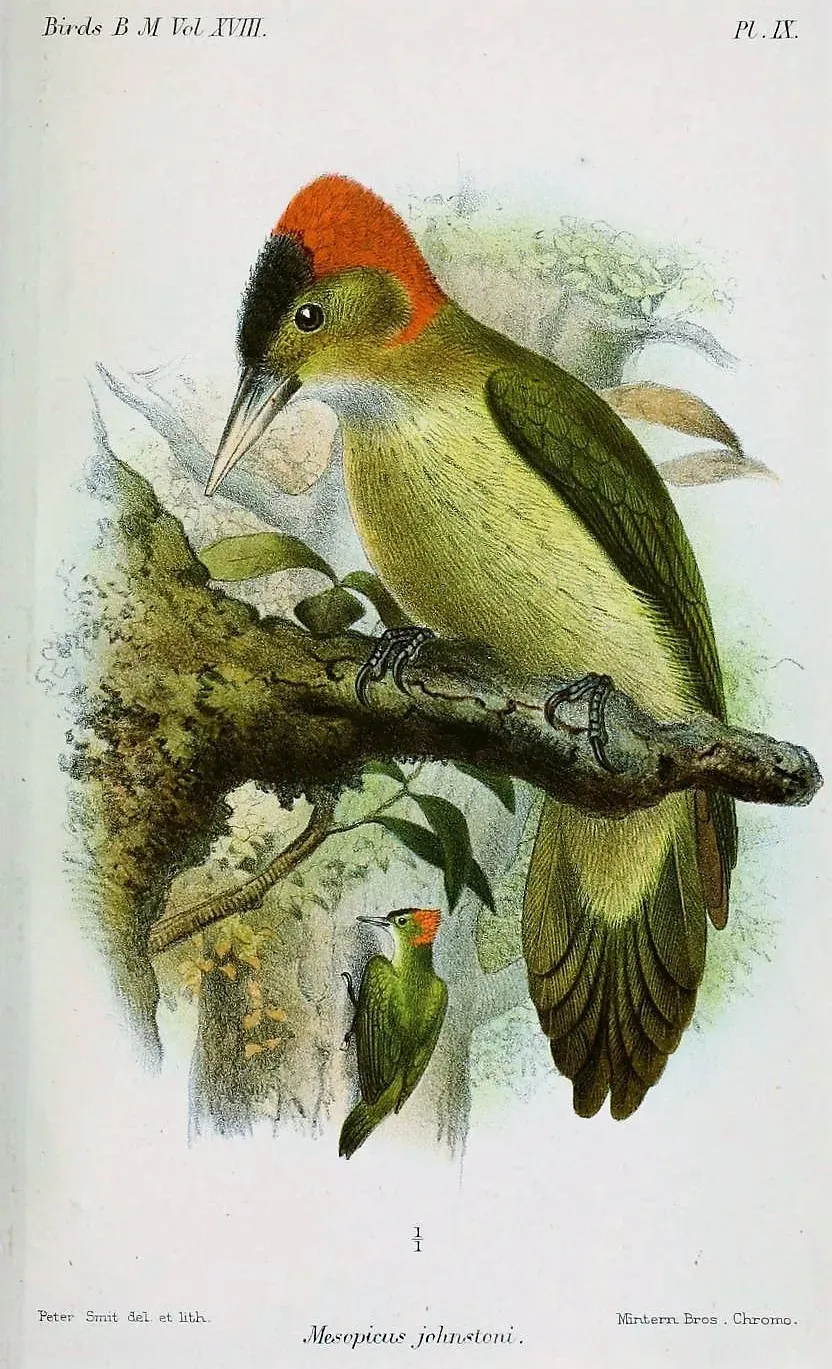 File:Dendropicos elliotii johnstoni.jpg