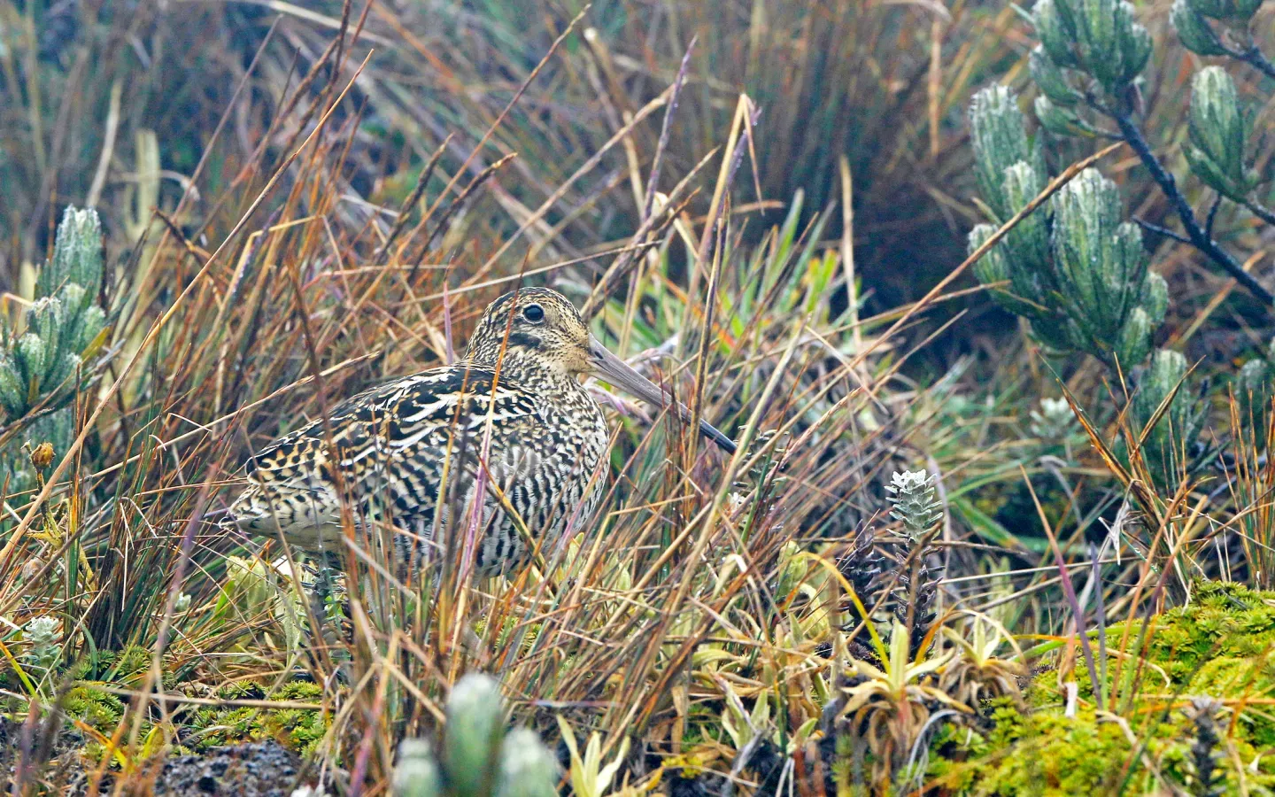 File:Gallinago jamesoni, Quijos, Ecuador 01.jpg