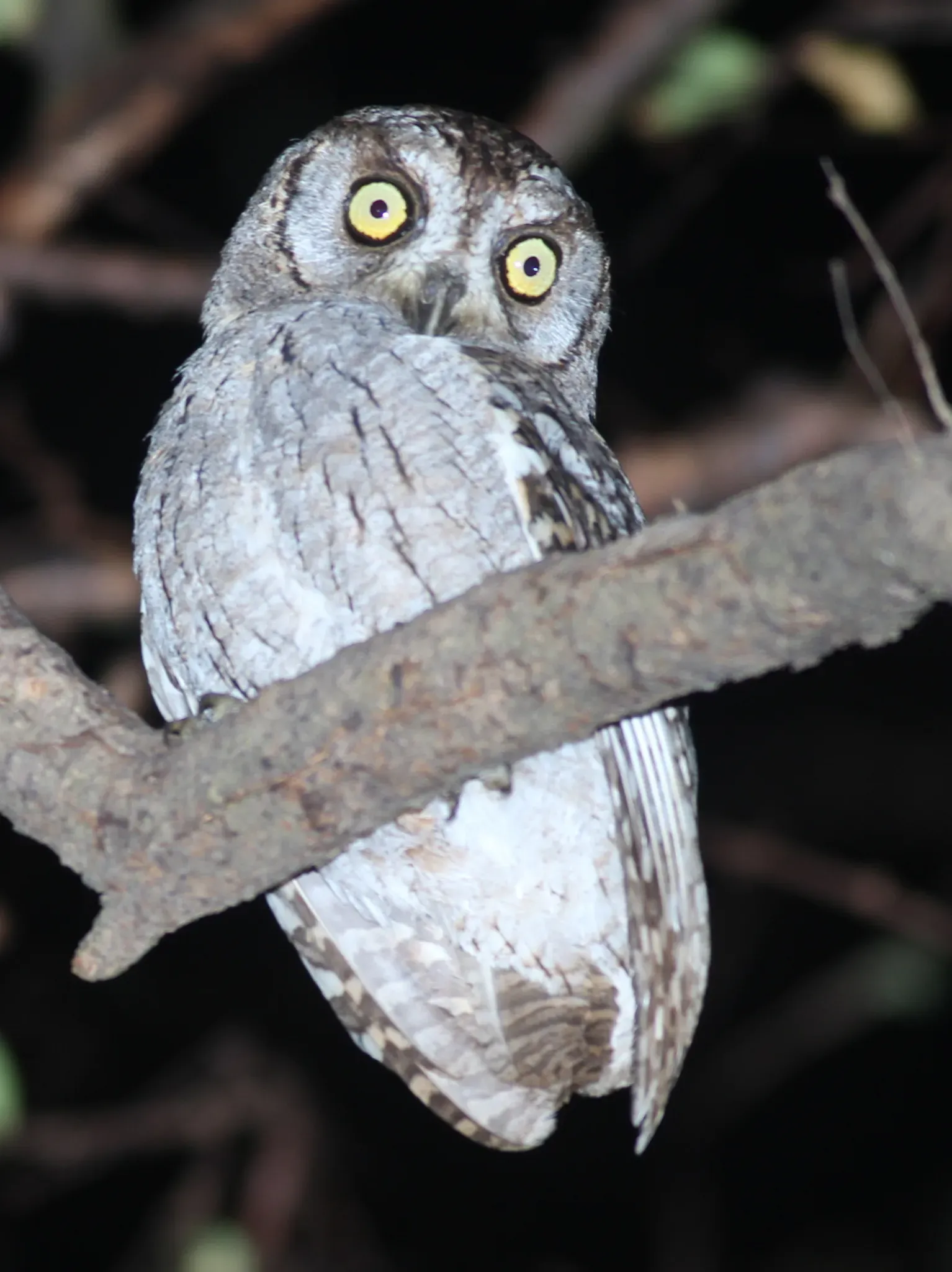 File:Otus pamelae 116186704.jpg