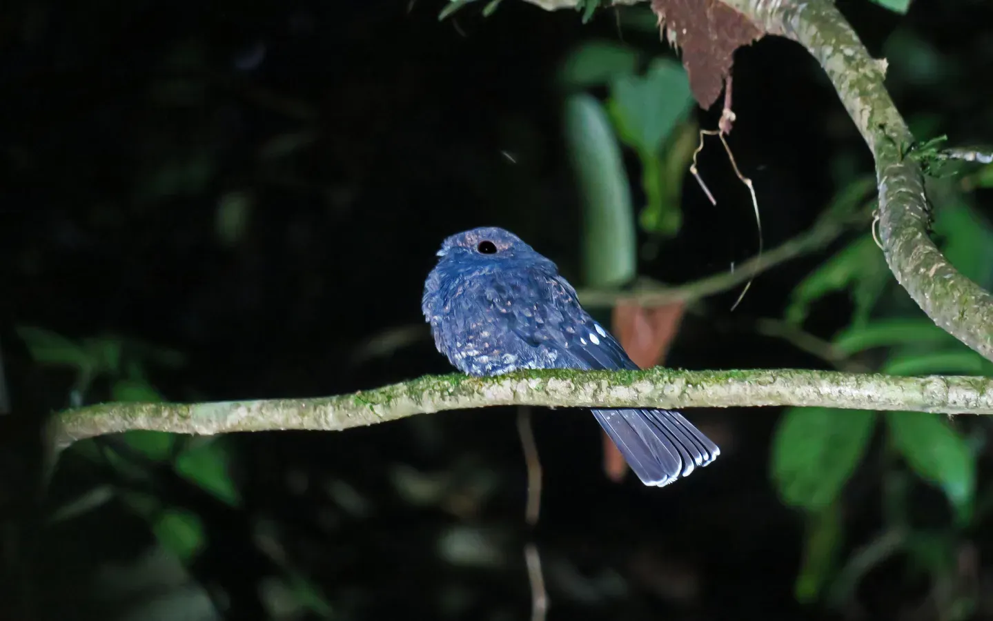 File:Nyctiphrynus rosenbergi 104824432.jpg