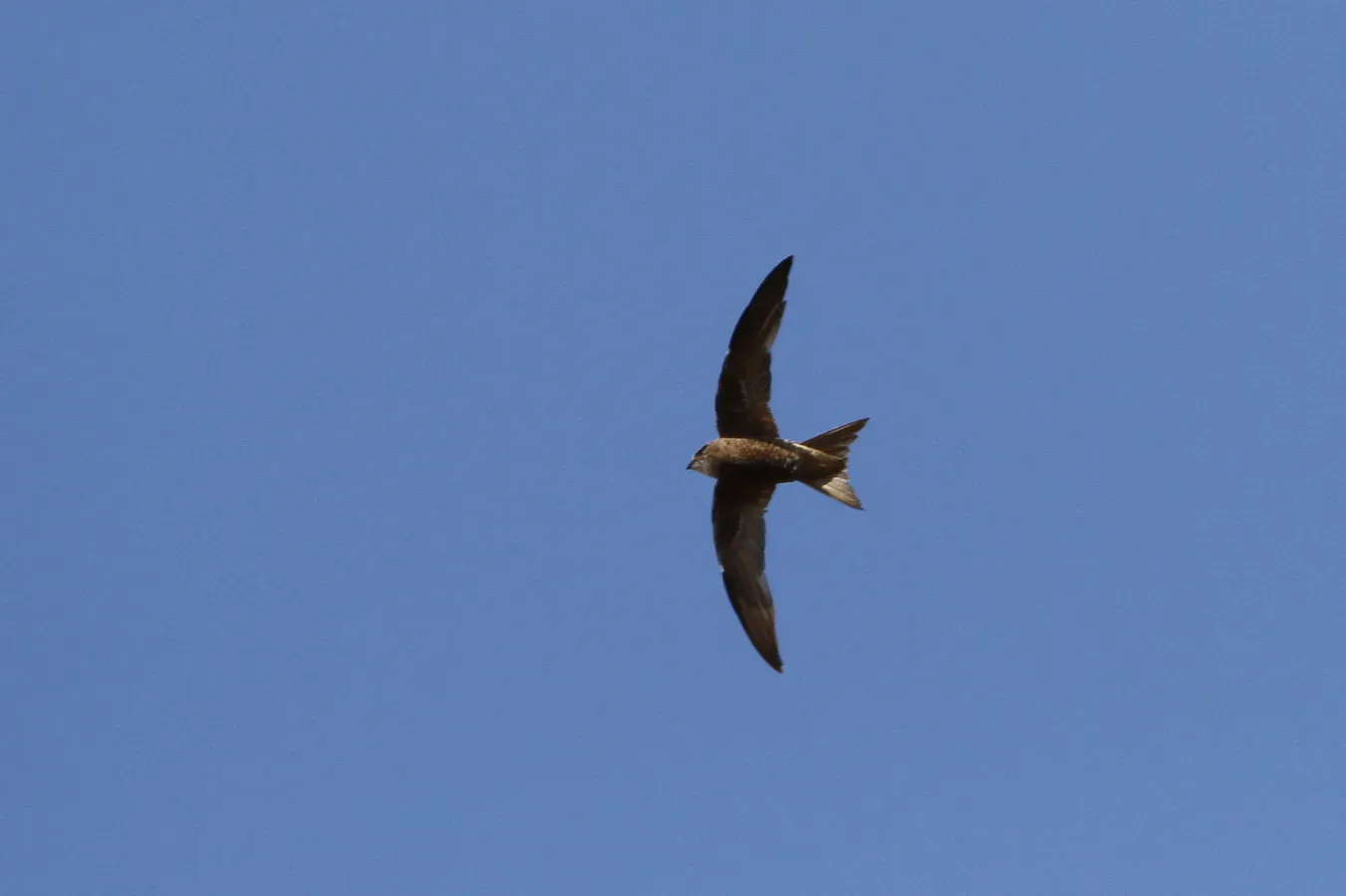 File:Apus berliozi 92256731.jpg