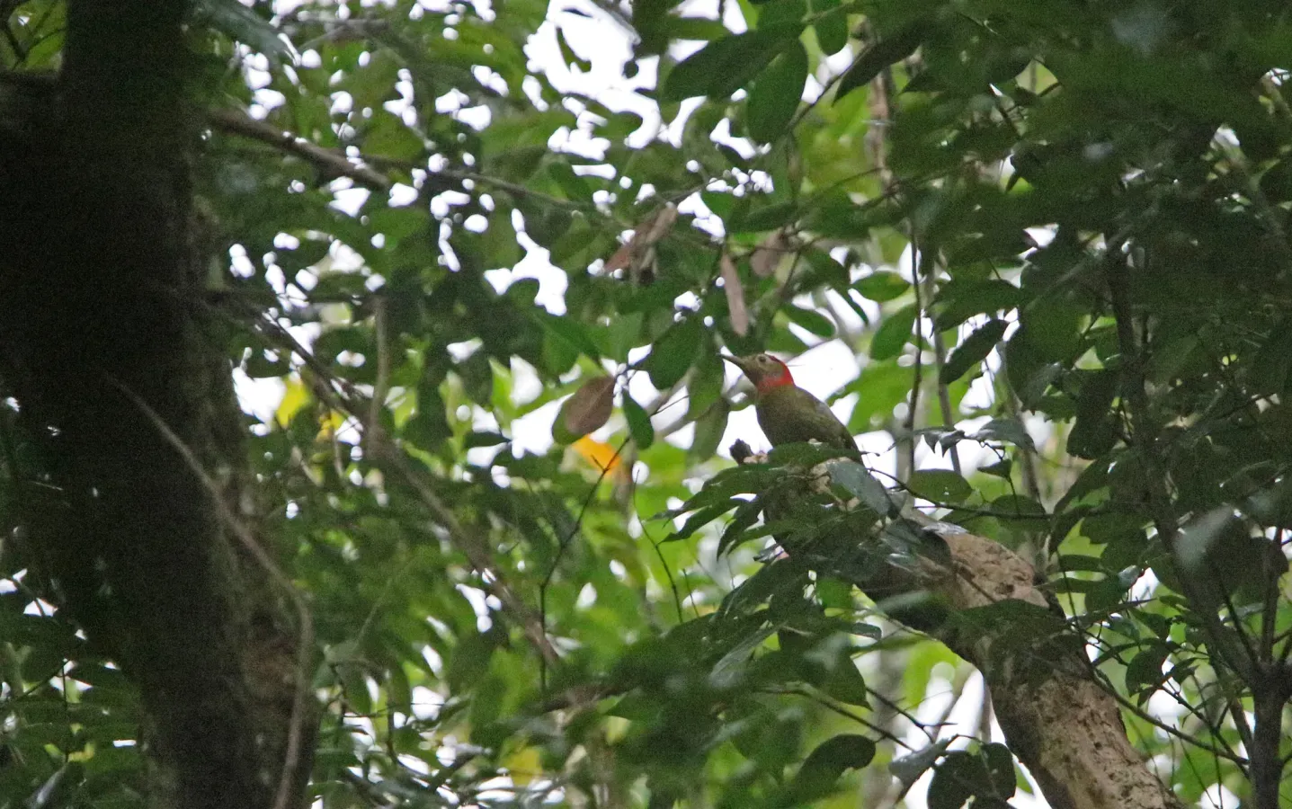 File:Picus rabieri 105891996.jpg