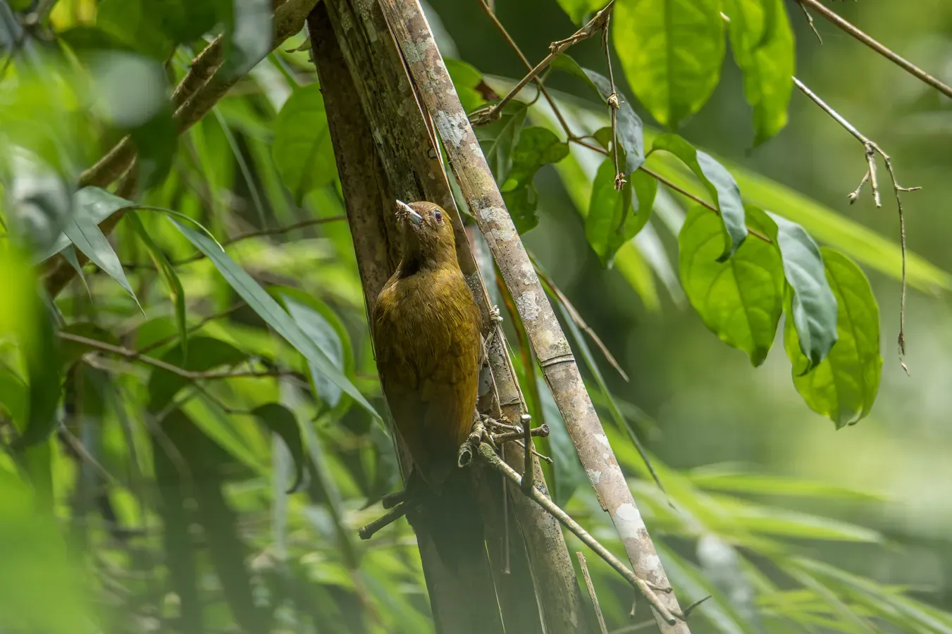 File:Gecinulus viridis 190847602.jpg