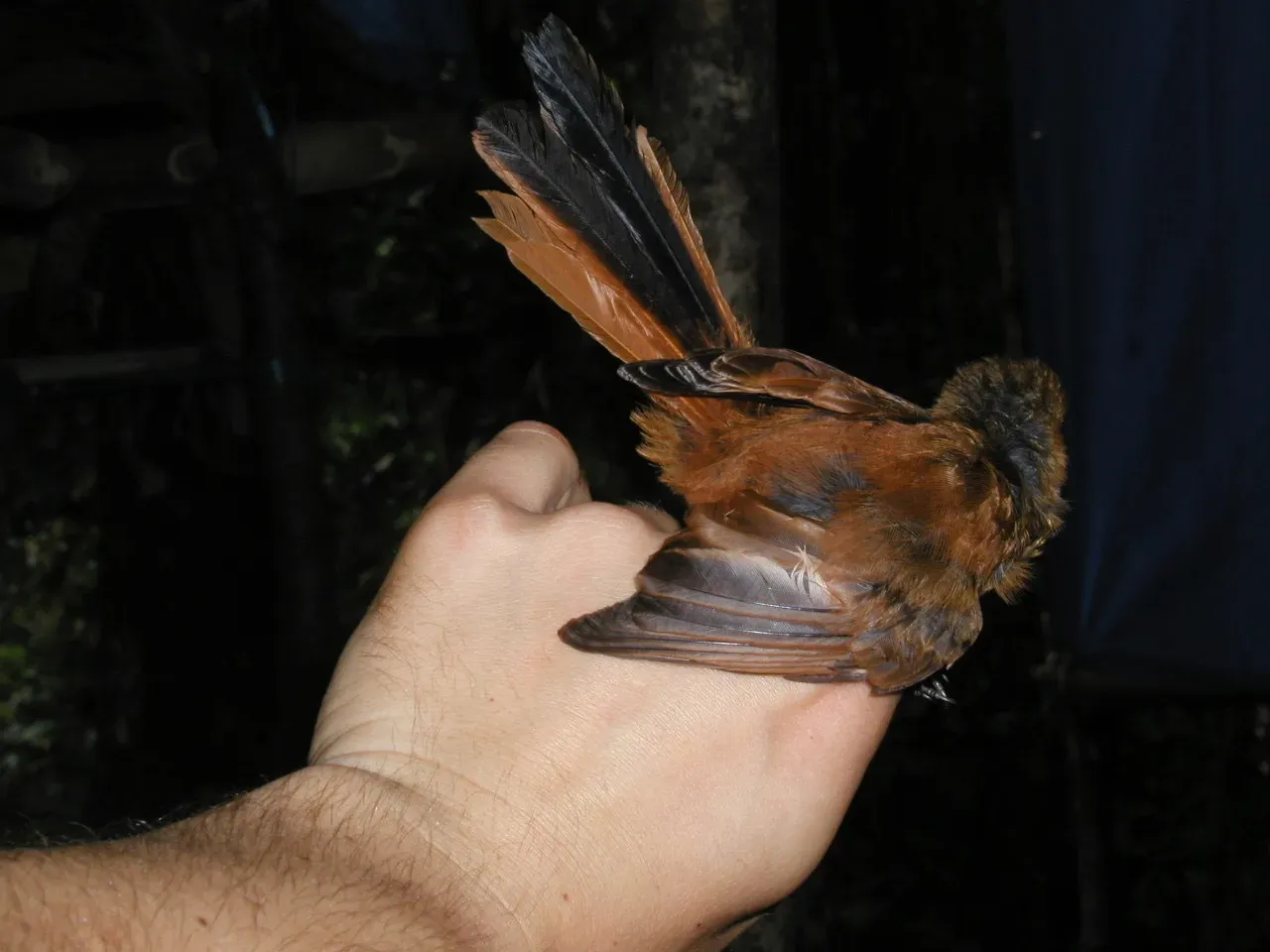 File:Rhipidura atra 82239744.jpg