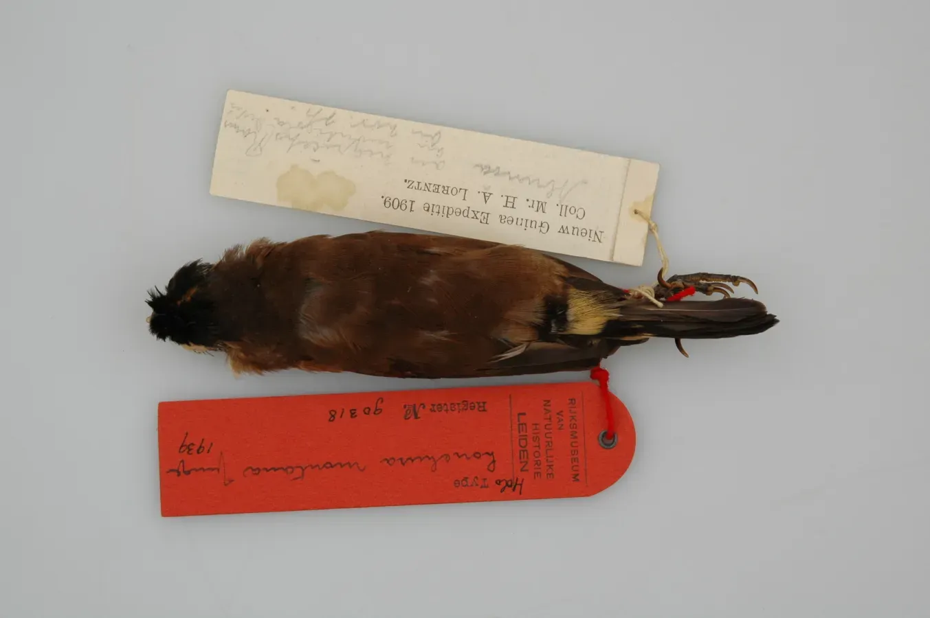 File:Lonchura montana 007633048-RMNH.AVES.90318 b T.jpg