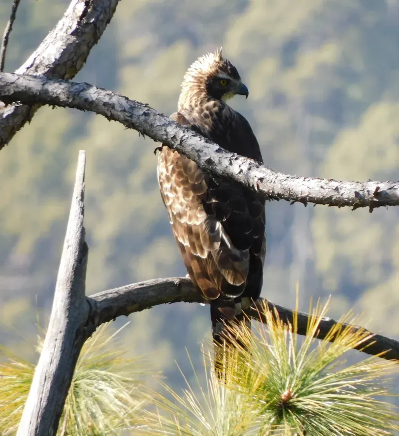 File:Nisaetus nipalensis 173063703.jpg