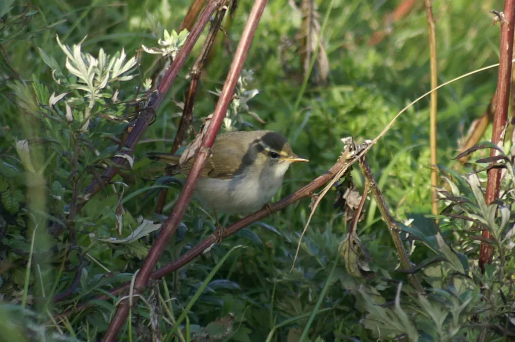 File:Arctic Warbler (Phylloscopus borealis), Skaw - geograph.org.uk - 3812845.jpg