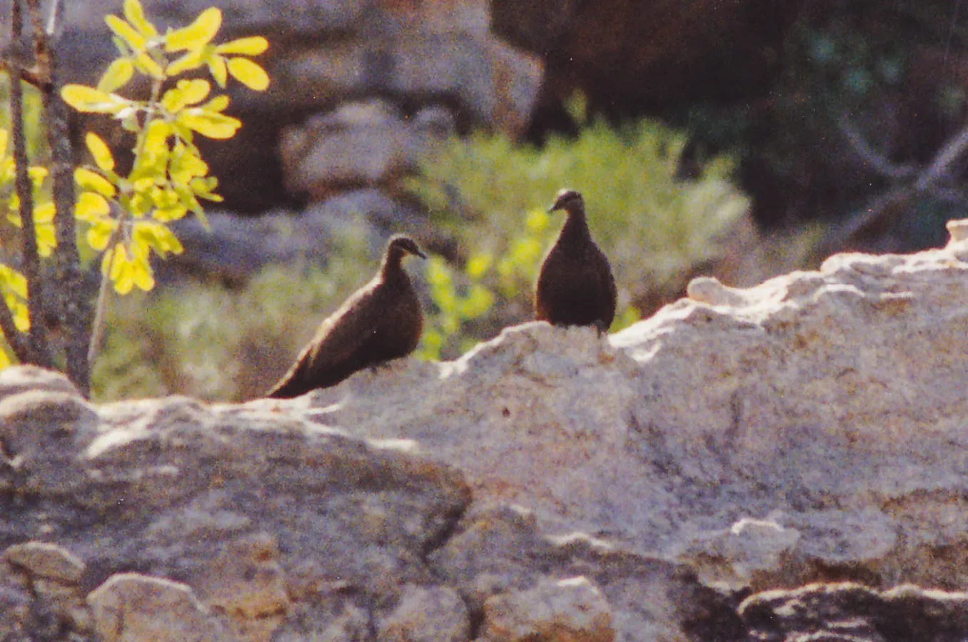 File:Chestnut-quilled Rock Pigeon (Petrophassa rufipennis) (8603107834).jpg