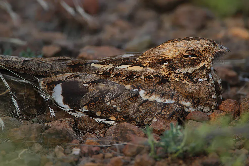 File:Caprimulgus clarus -near Lake Baringo, Kenya-8.jpg