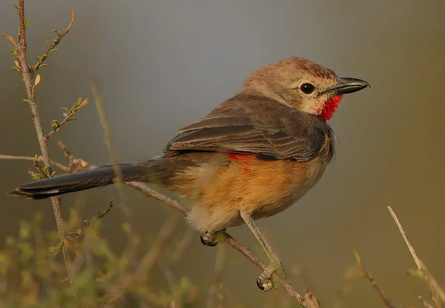 File:Rhodophoneus cruentus -Buffalo Springs National Park, Kenya-8.jpg