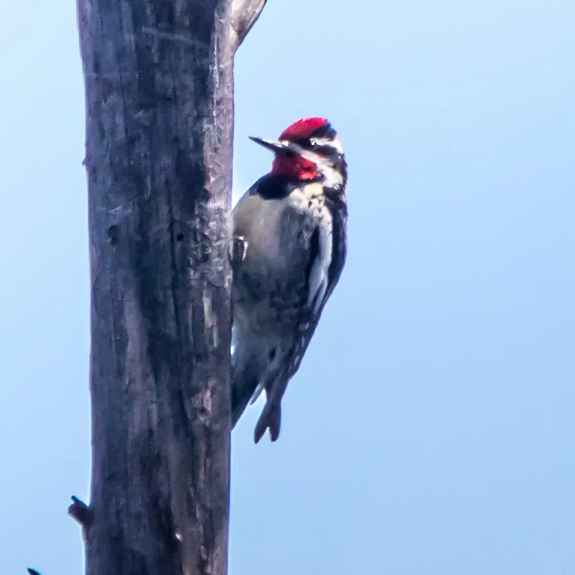 File:Red-naped Sapsucker (Sphyrapicus nuchalis).jpg