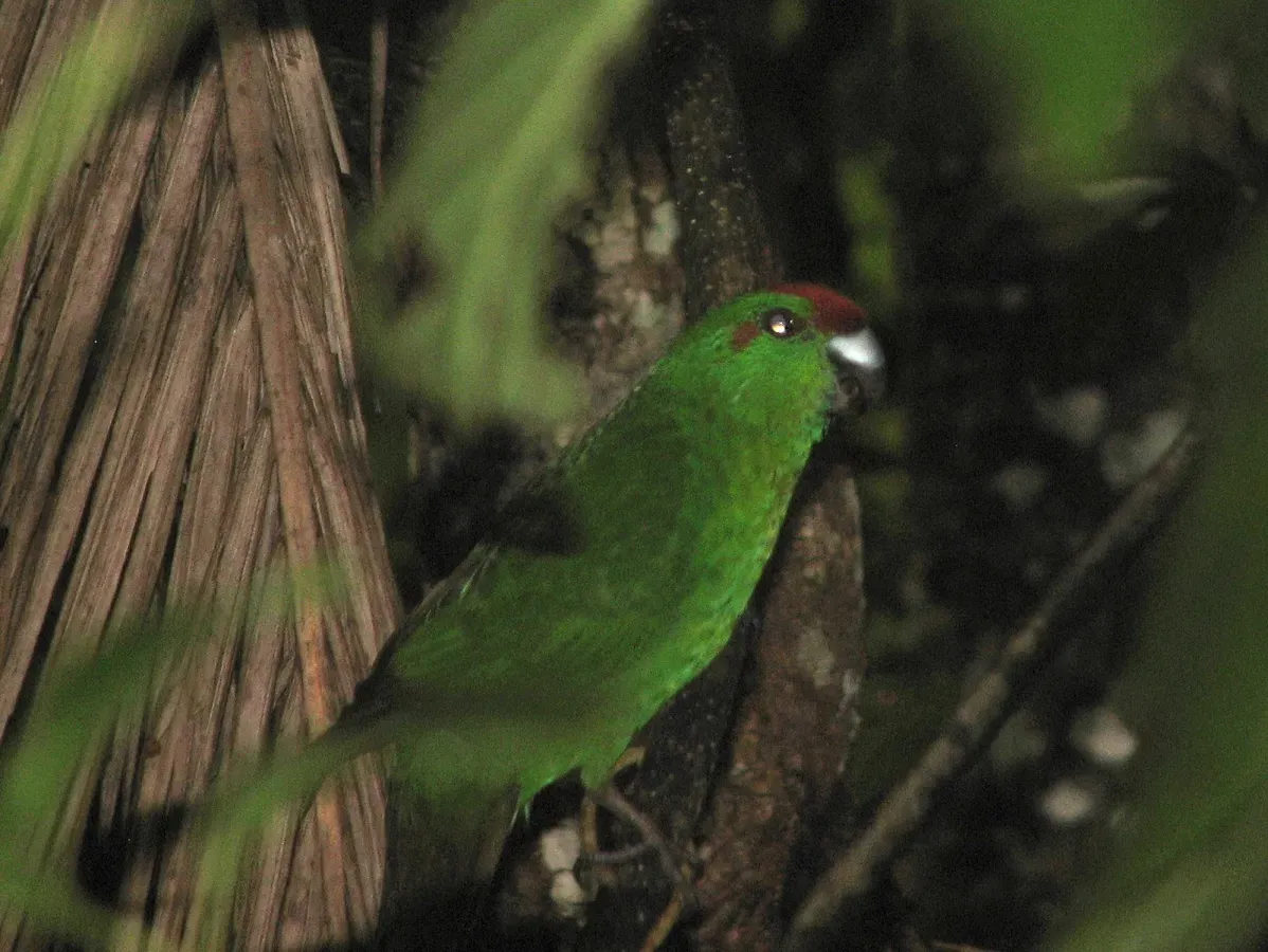File:Cyanoramphus cookii -Palm Glen, Norfolk Island, Australia-8.jpg