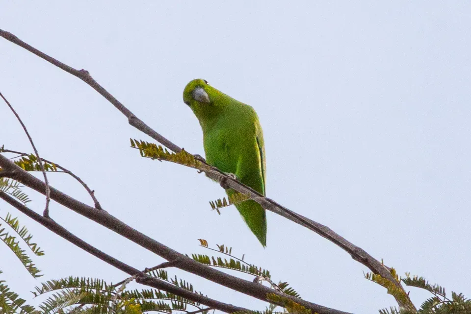 File:Mexican Parrotlet (Forpus cyanopygius).jpg