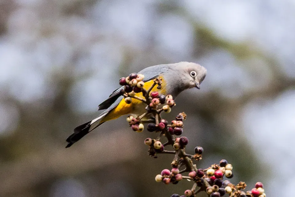 File:Grey Silky (Ptiliogonys cinereus).jpg