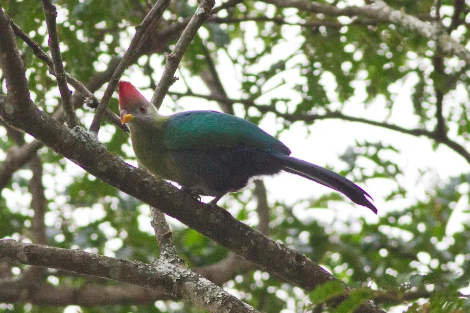 File:Bannerman's Turaco (Tauraco bannermani).jpg
