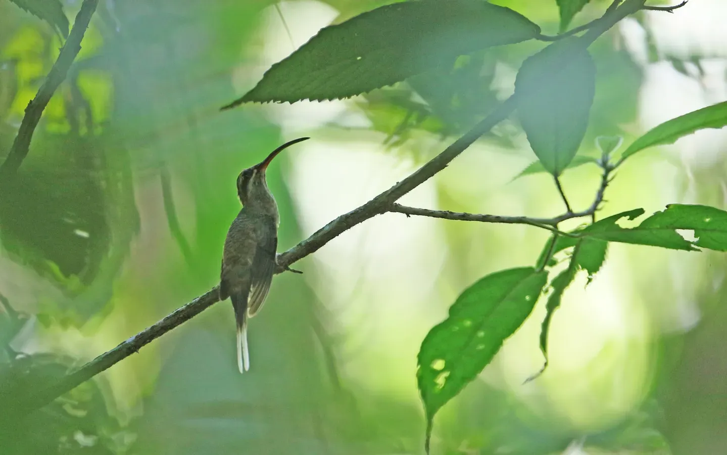 File:Phaethornis hispidus 161219437.jpg