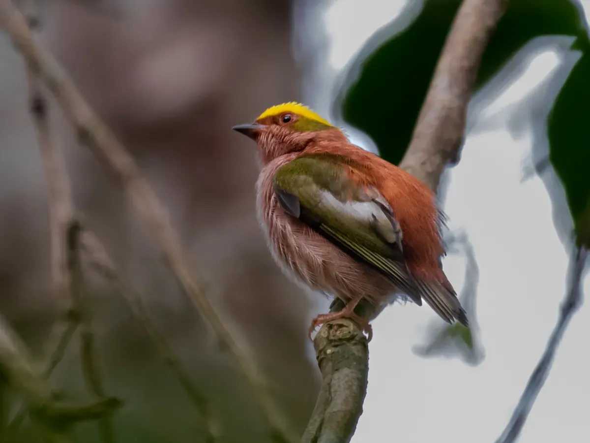 File:Machaeropterus pyrocephalus Fiery-capped Manakin (male); Rio Branco, Acre, Brazil.jpg