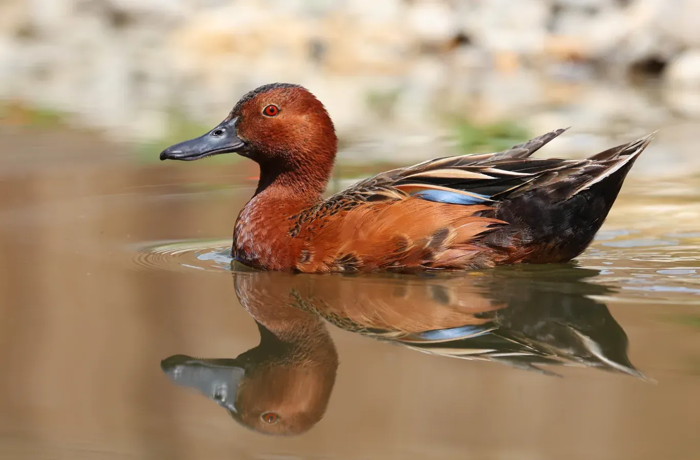 File:Sarcelle cannelle (Spatula cyanoptera).jpg