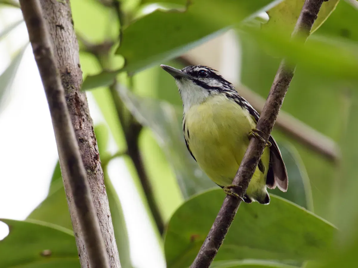 File:Myrmotherula ignota - Moustached Antwren.jpg