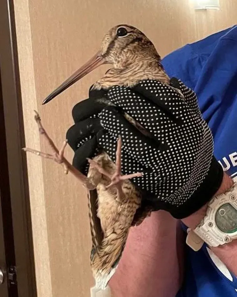 File:Scolopax rusticola in hands.jpg
