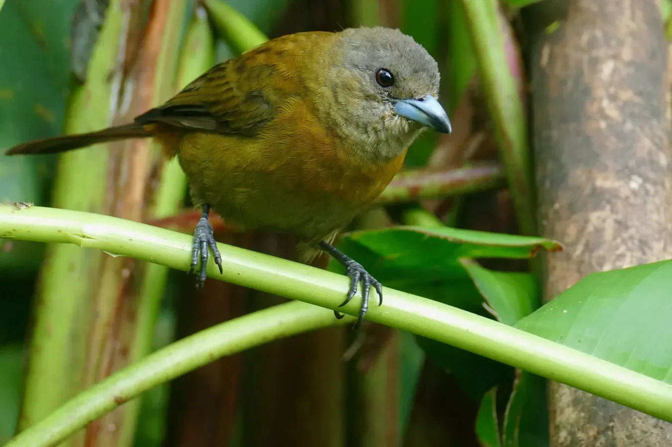 File:Scarlet-rumped Tanager (Ramphocelus passerinii) female ... (52431916094).jpg