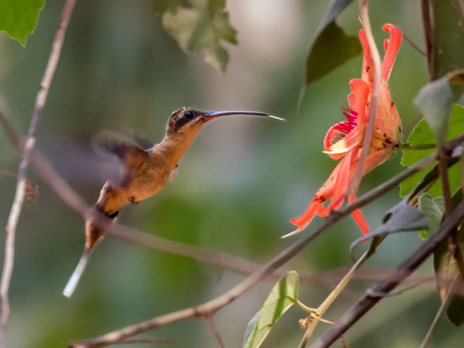 File:Phaethornis philippii Needle-billed Hermit; Porto Velho, Rondônia, Brazil.jpg