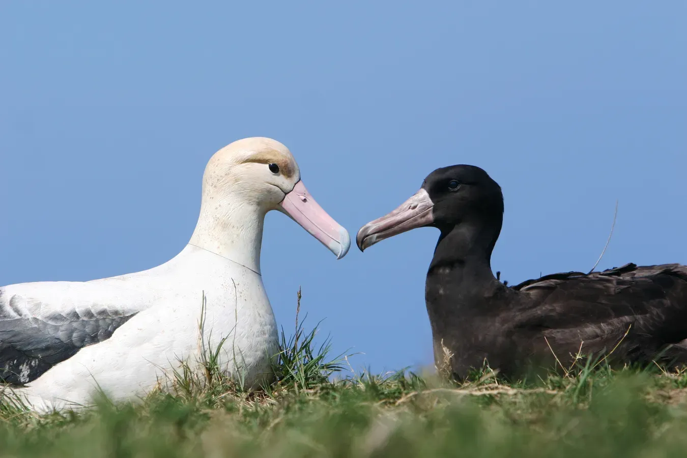 File:Endangered short-tailed albatross (Phoebastria albatrus), Mukojima Island, Japan (5101550245).jpg