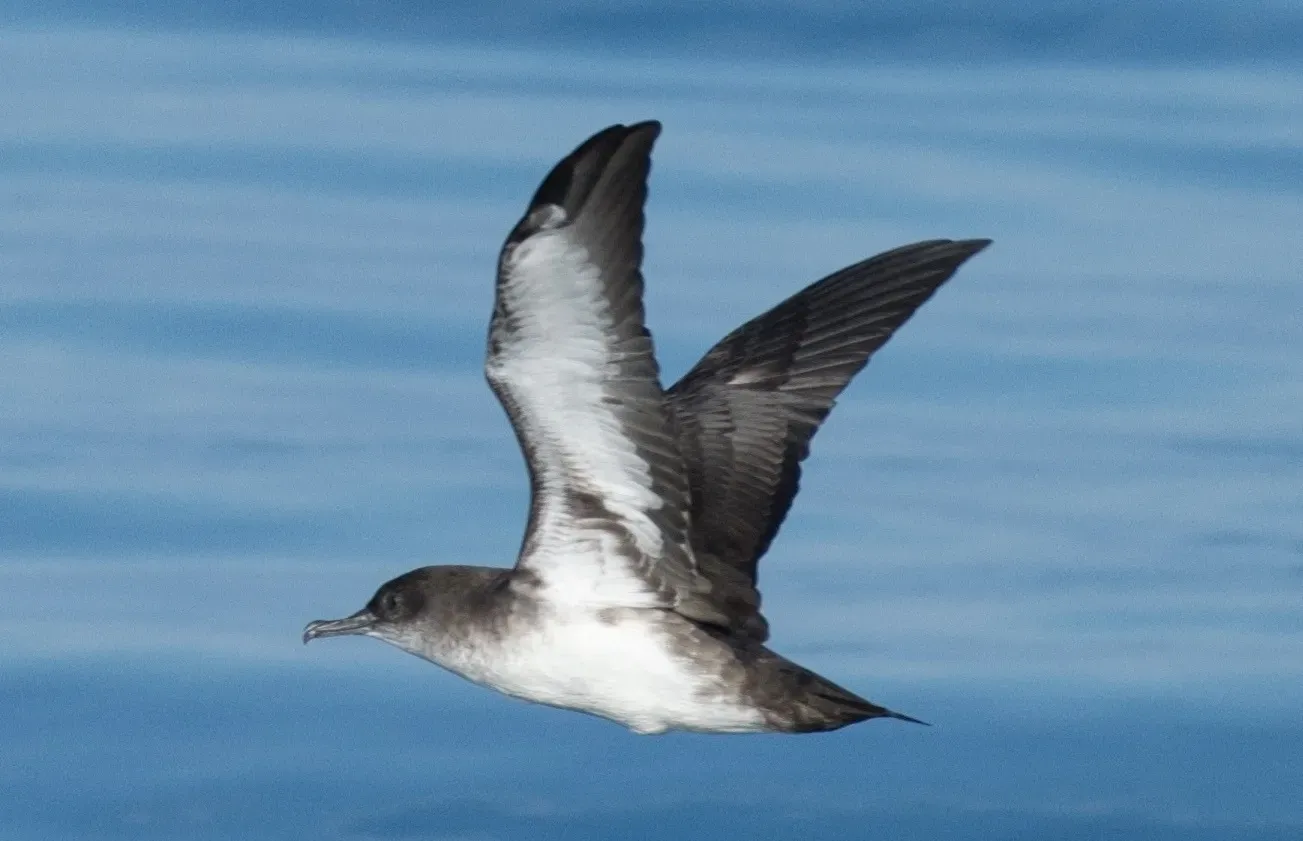 File:Puffinus opisthomelas 229637336.jpg