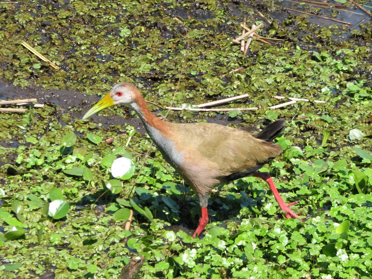 File:Aramides ypecaha.jpg