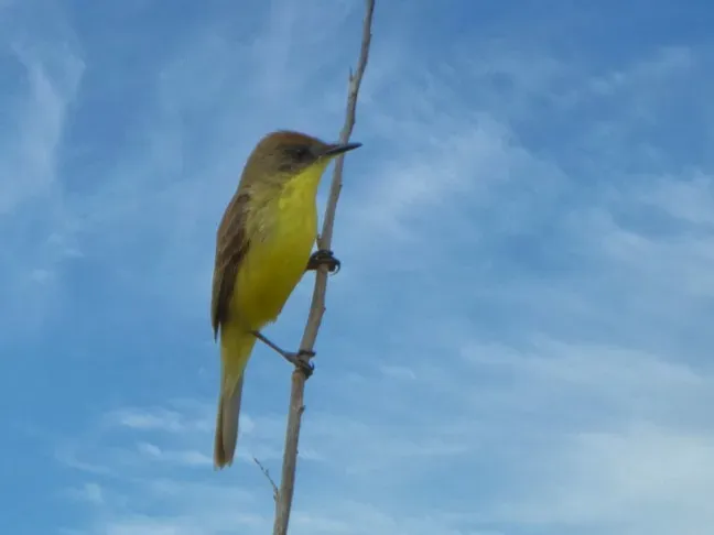 File:Pseudocolopteryx citreola Ticking doradito; San Antonio Province, Valparaíso, Chile.jpg