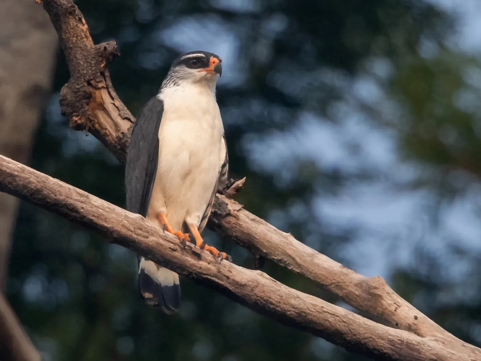 File:Leucopternis kuhli White-browed Hawk; Porto Velho, Rondônia, Brazil.jpg
