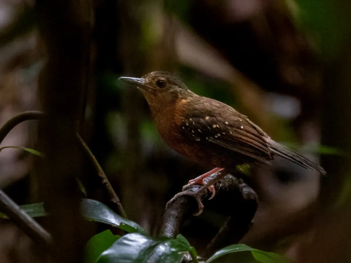 File:Myrmelastes rufifacies Rufous-faced Antbird (female); Porto Velho, Rondônia, Brazil.jpg