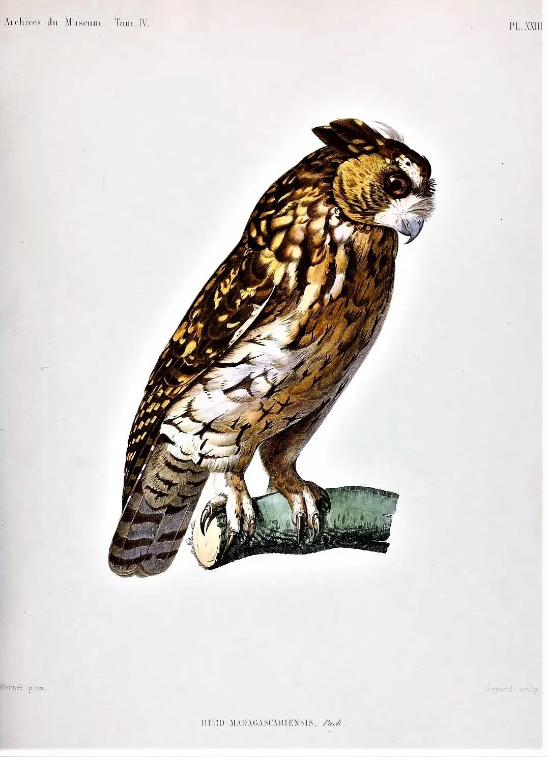 File:Asio madagascariensis.jpg