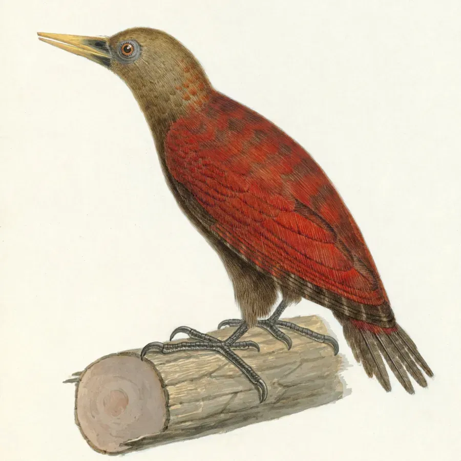 File:Blythipicus rubiginosus 2.jpg
