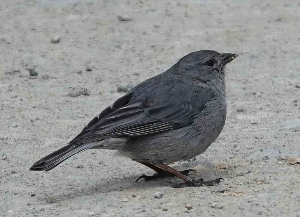 File:Geospizopsis unicolor geospizopsis 154169787.jpg