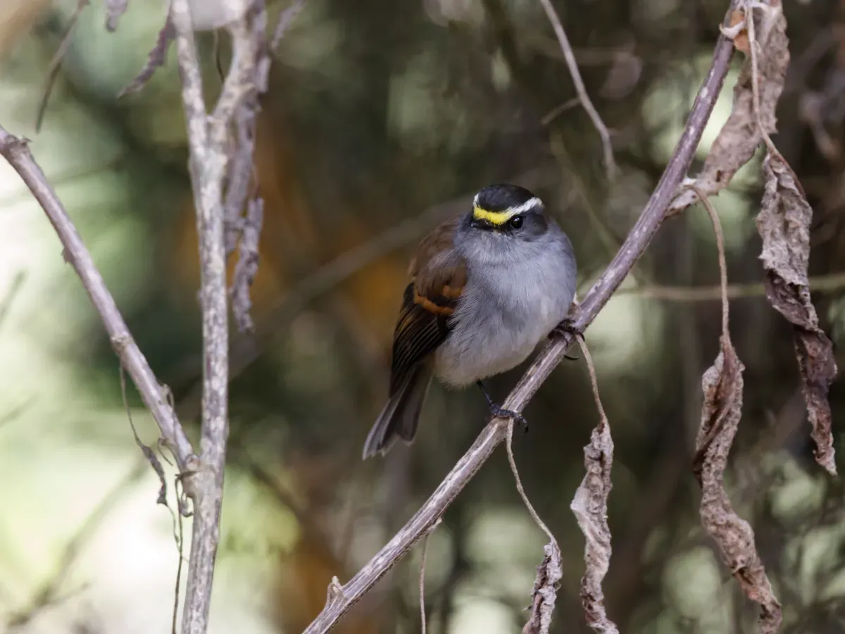 File:Silvicultrix jelskii - Jelski's Chat-Tyrant.jpg