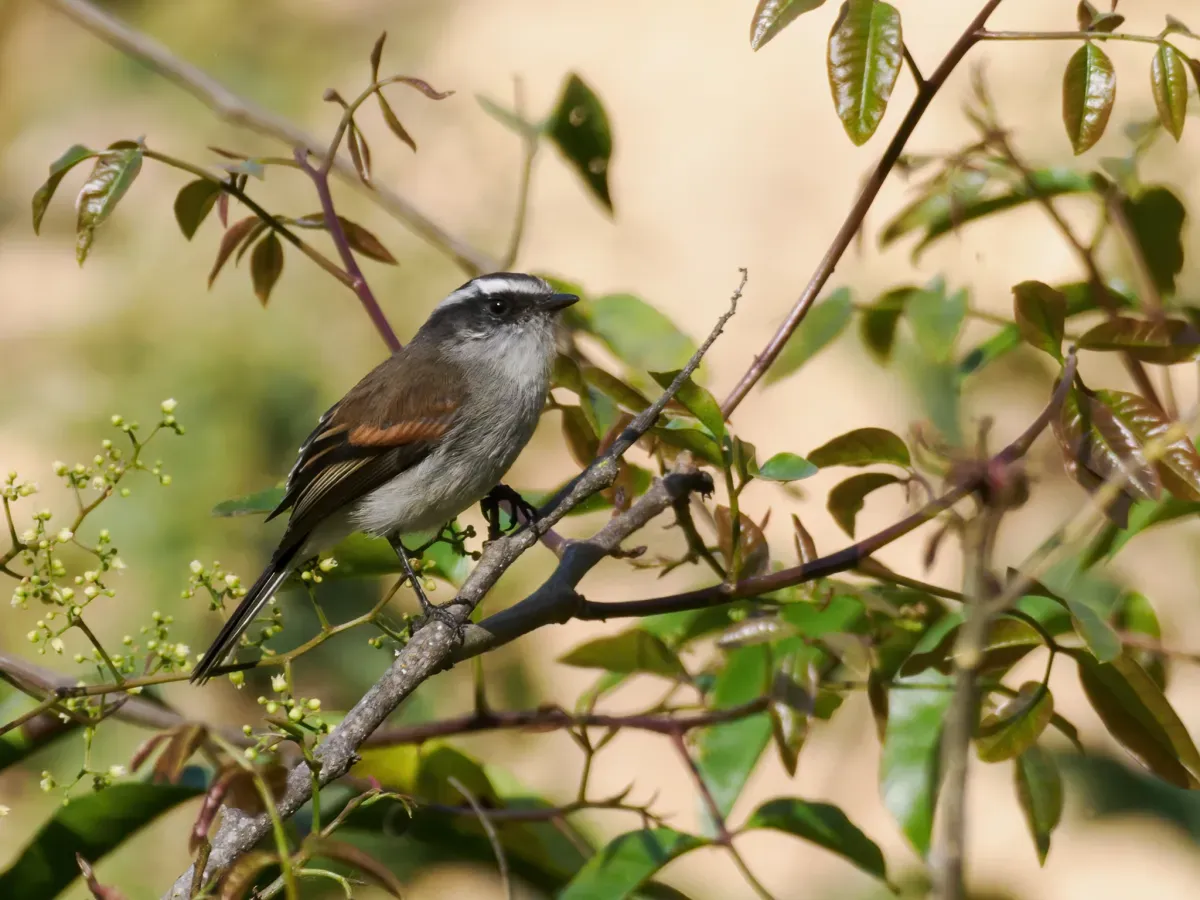 File:Ochthoeca piurae - Piura Chat-Tyrant.jpg