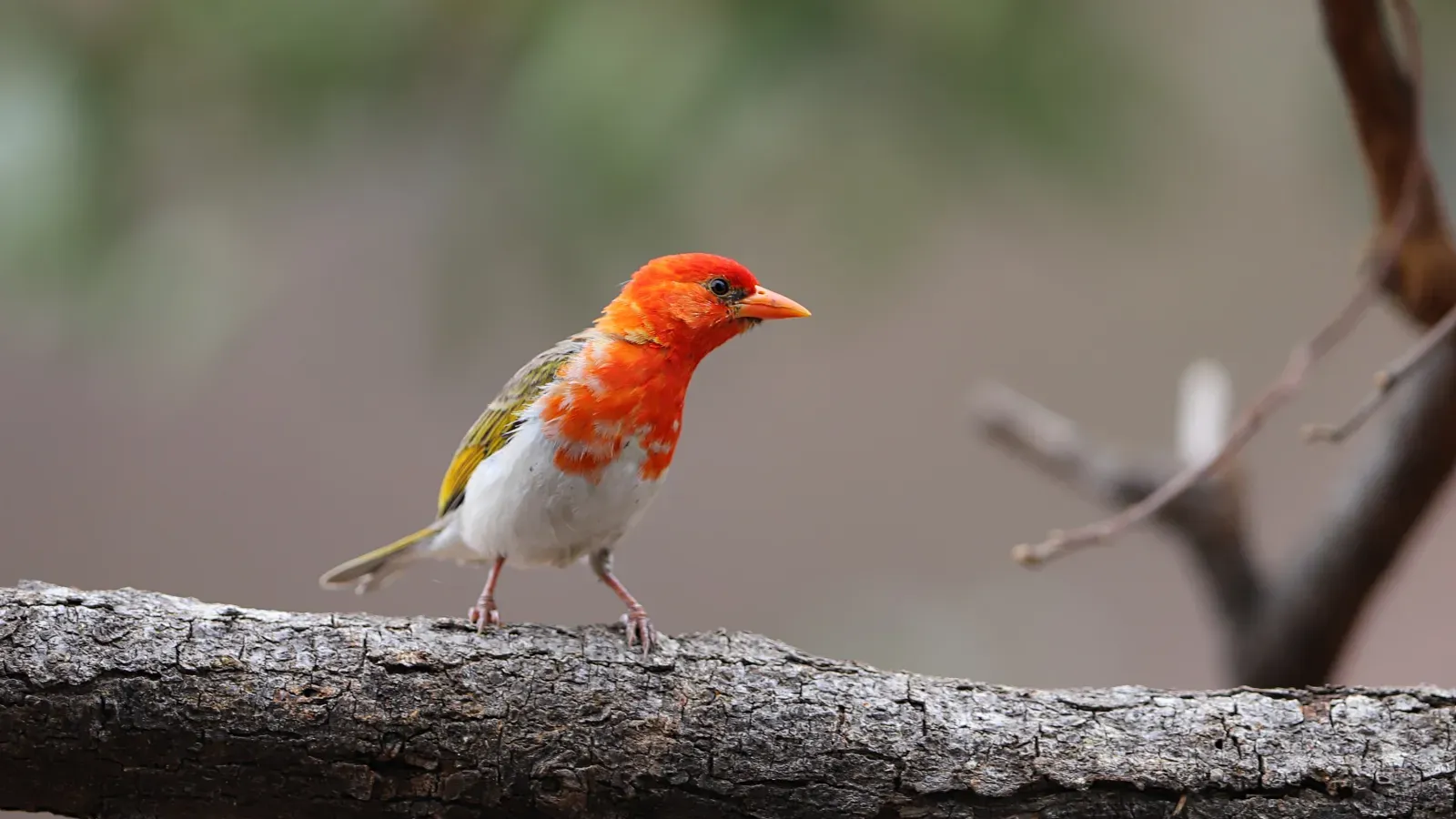 File:Red-headed weaver, Anaplectes rubriceps, at Loodswaai Game Reser.jpg