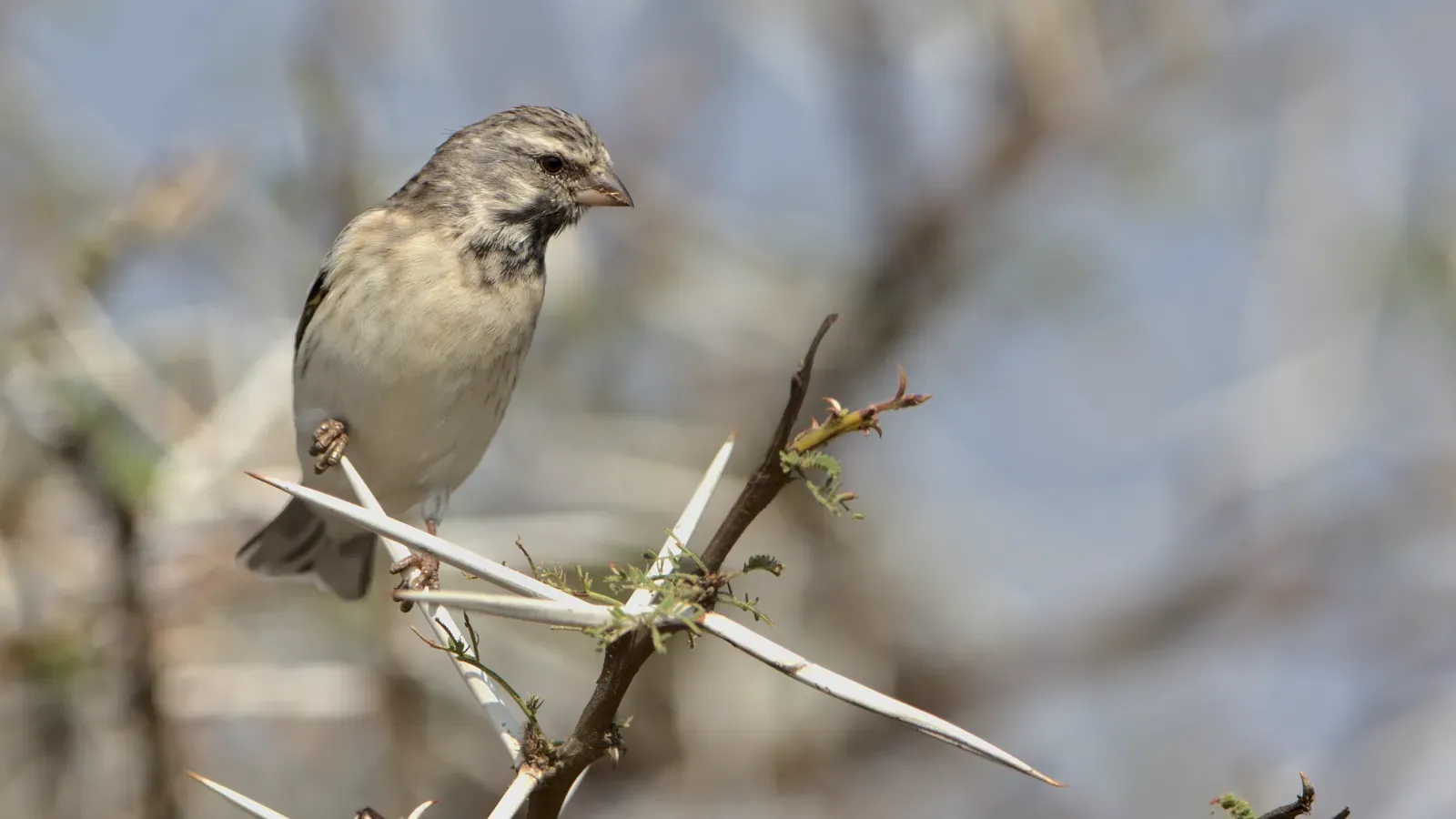 File:Black-throated canary, Crithagra atrogularis, at Loodswaai, Gauteng, South Africa.jpg