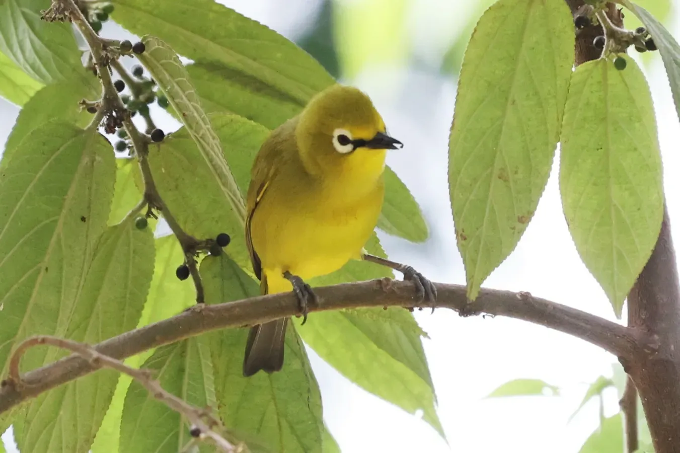File:Grünbrillenvogel - Zosterops stuhlmanni 242799658.jpg