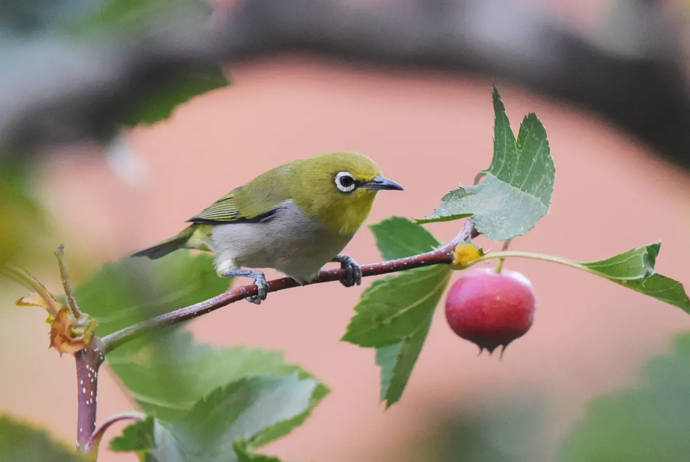 File:Swinhoebrillenvogel - Zosterops simplex 238844540.jpg