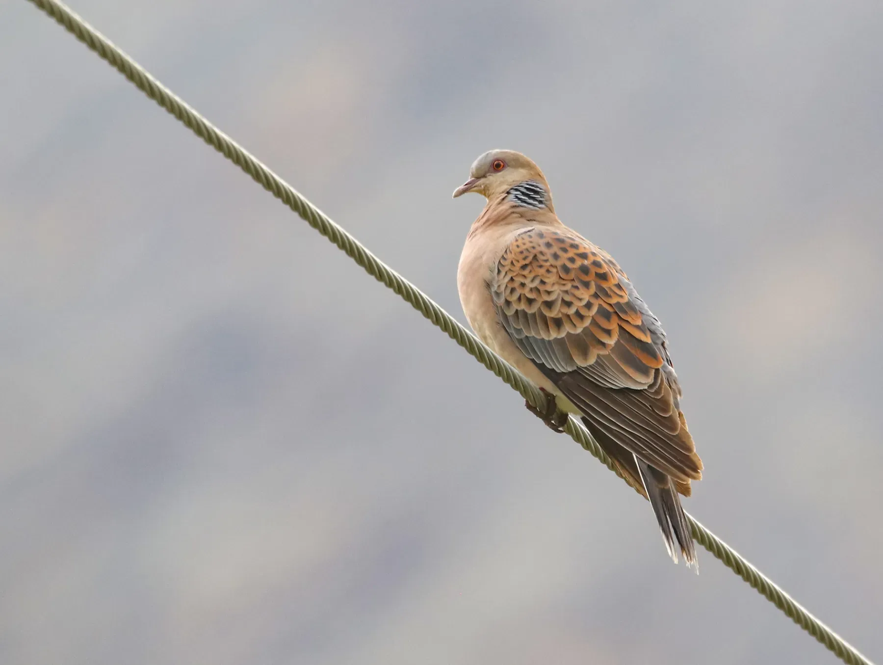 File:Oriental Turtle Dove (Streptopelia orientalis) (52502770215).jpg