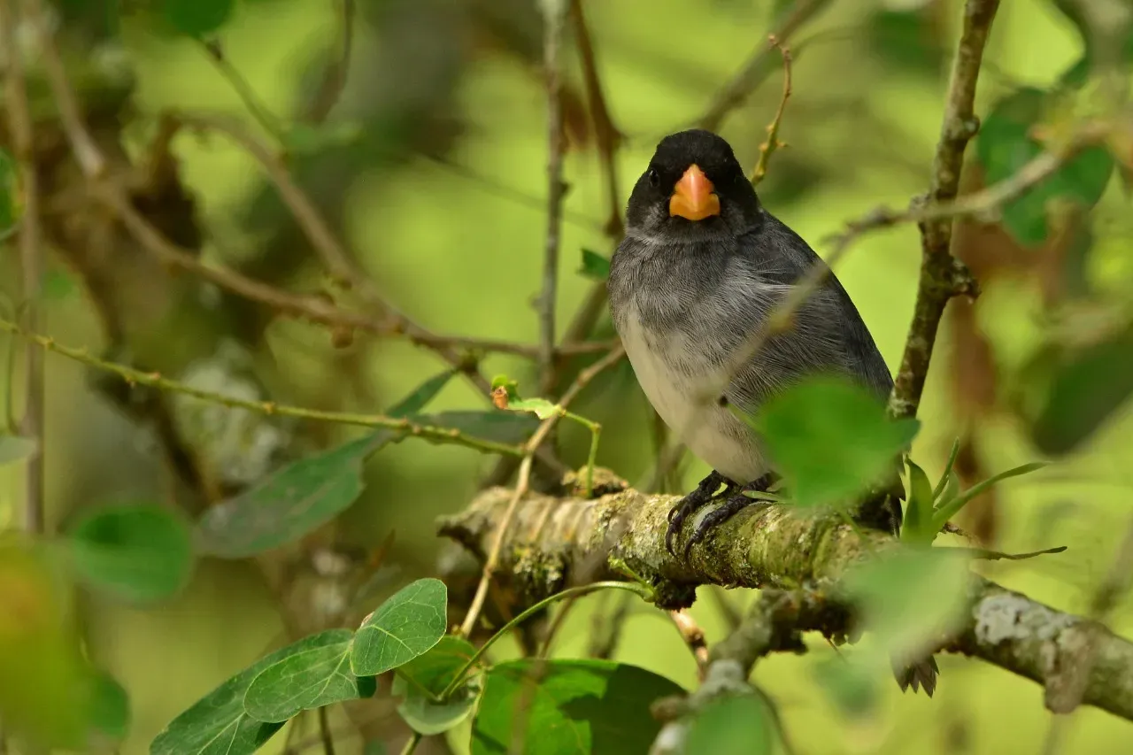 File:Male Sporophila schistacea looking at camera.jpg