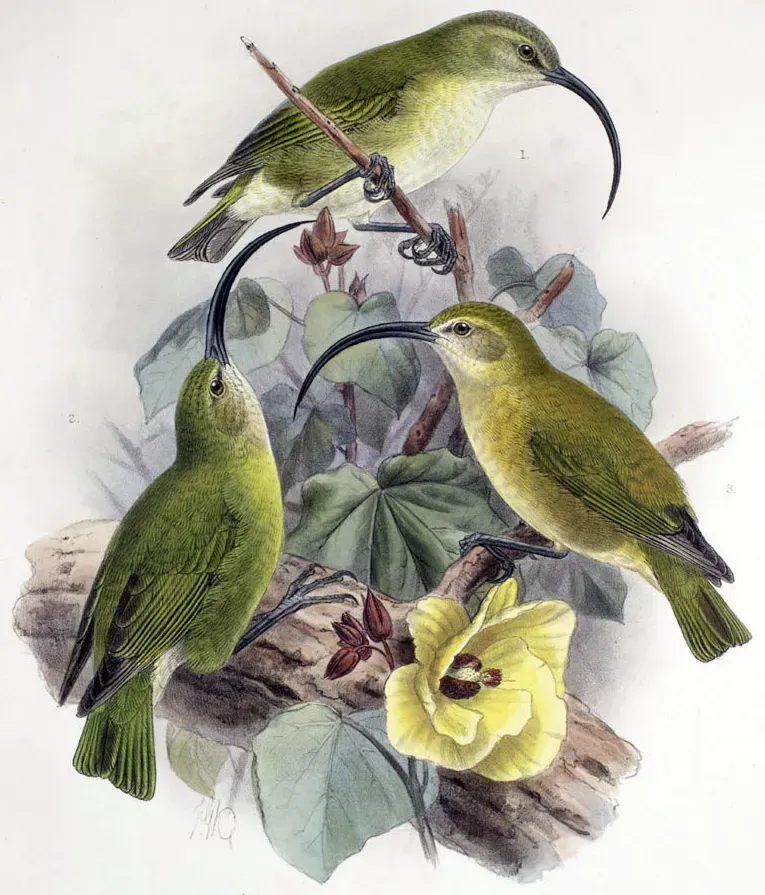 File:Akialoa lanaiensis.jpg