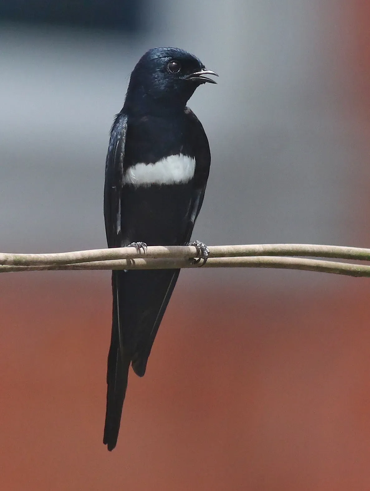 File:Atticora fasciata 115626867.jpg
