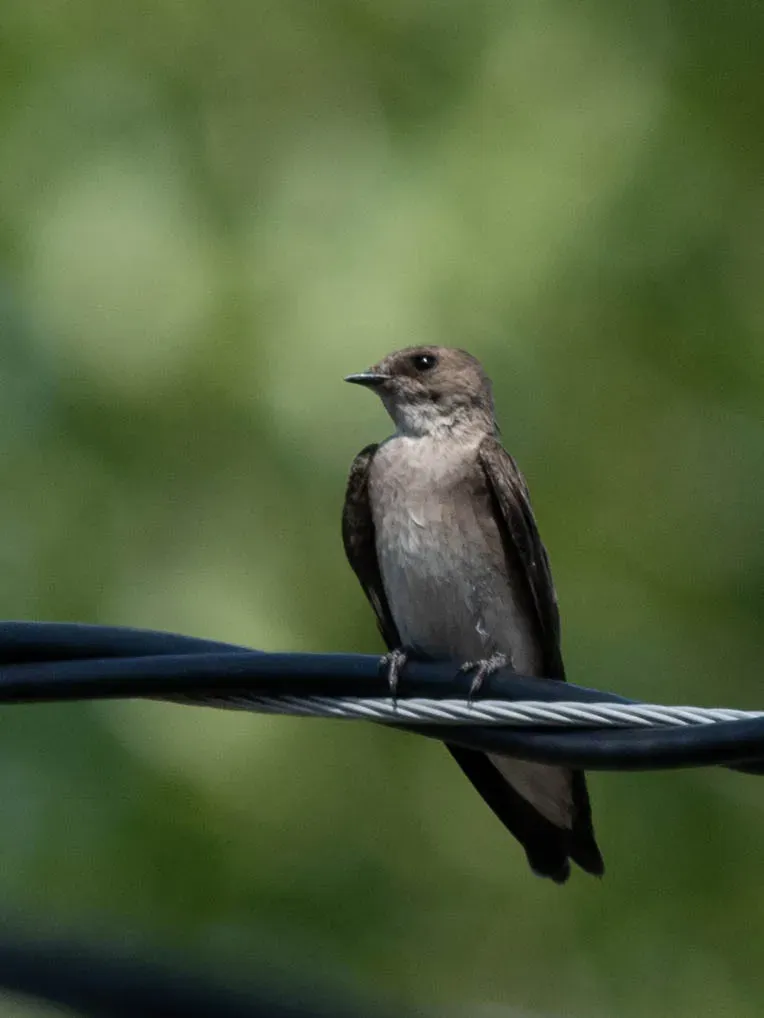 File:Stelgidopteryx serripennis 212650523.jpg