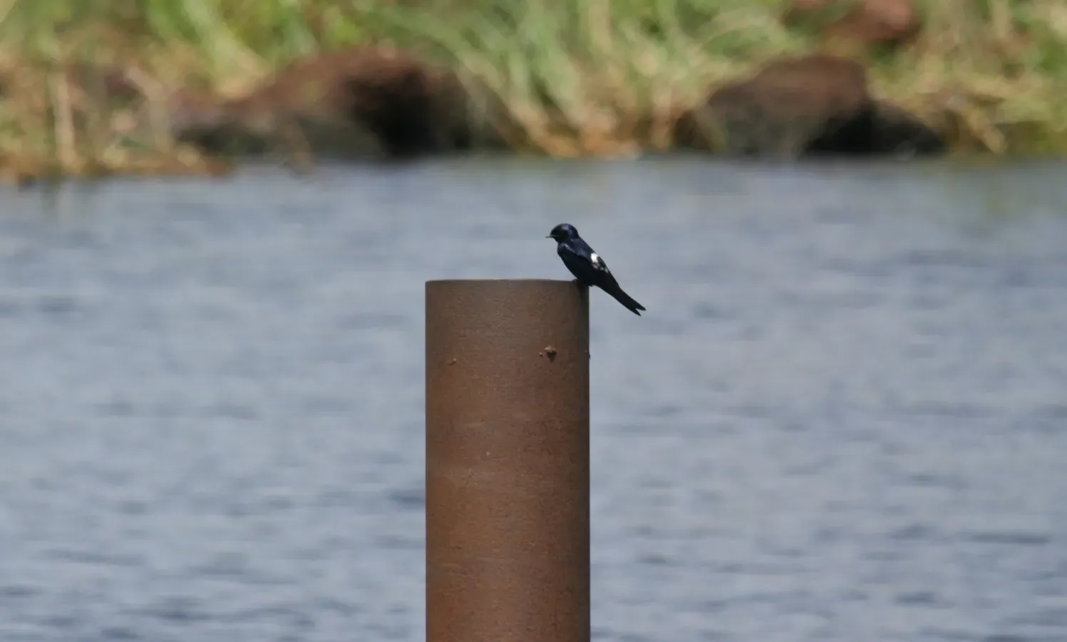 File:Hirundo nigrita 153942541.jpg