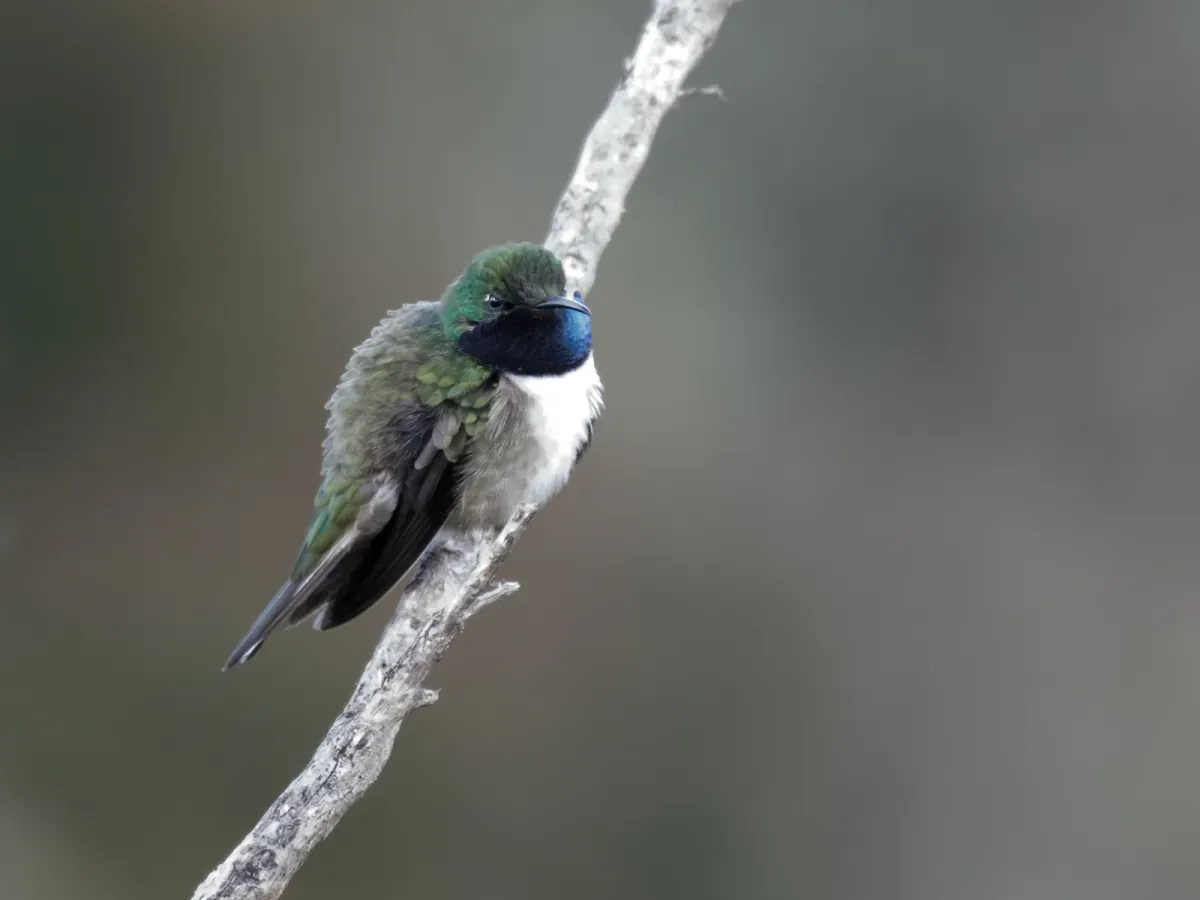File:Oreotrochilus cyanolaemus - Blue-throated Hillstar - male.jpg