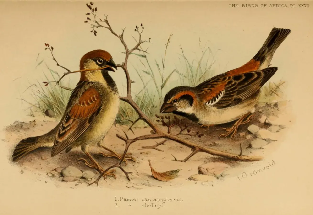 File:Passer castanopterus, Passer shelleyi.jpg